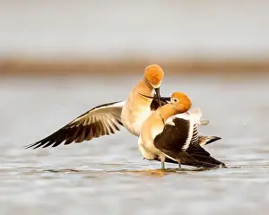 Breeding Plumage Prints: American Avocet (Recurvirostra americana) in breeding plumage in Northern California