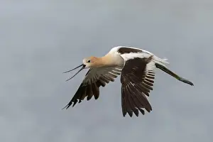 Recurvirostra Prints: American Avocet (Recurvirostra americana) Sacramento County California USA