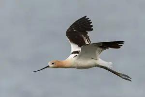 Recurvirostra Prints: American Avocet (Recurvirostra americana) Sacramento County California USA