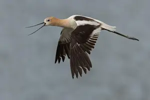 Recurvirostra Prints: American Avocet (Recurvirostra americana) Sacramento County California USA