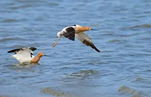 Two Animals Prints: American avocets (Recurvirostra americana) taking off the ocean coast during spring migration