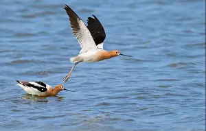 Two Animals Prints: American avocets (Recurvirostra americana) taking off the ocean coast during spring migration