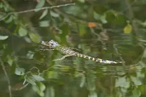 In The Water Prints: American baby alligator (Alligator mississippiensis)