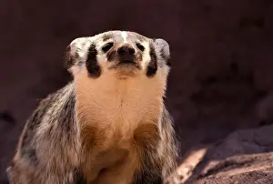 Badger Prints: American Badger - Amerikanischer Dachs