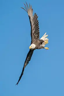 Richmond Prints: American Bald Eagle in a Bank