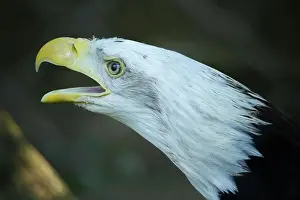 Bald Eagle Prints: American Bald Eagle on dark background. Left side of the birds head