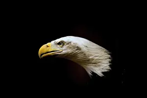Bald Eagle Prints: American Bald Eagle facing viewer on black background