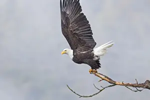 Haliaeetus Prints: An american bald eagle flaps its wings preparing to take flight in north Idaho