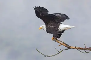 Haliaeetus Prints: An american bald eagle flaps its wings preparing to take flight in north Idaho
