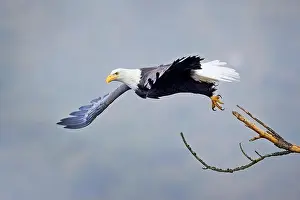 Haliaeetus Prints: An american bald eagle flies off from a branch on a foggy day in north Idaho