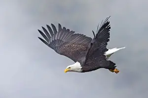 Haliaeetus Prints: An american bald eagle flies off from a branch on a foggy day in north Idaho