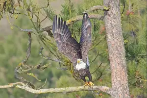 Pine Tree Prints: An american bald eagle flies off from a pine tree branch in north Idaho