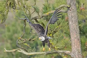 Pine Tree Prints: An american bald eagle flies off from a pine tree branch in north Idaho