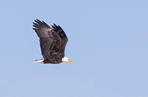 Neutral Background Prints: American bald eagle in flight over a frozen lake in Canada