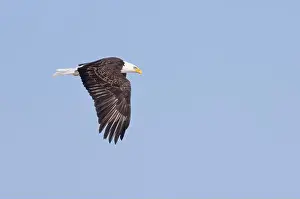 Neutral Background Prints: American bald eagle in flight over a frozen lake in Canada
