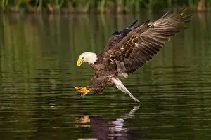Talons Prints: An American bald eagle grabbing a fish