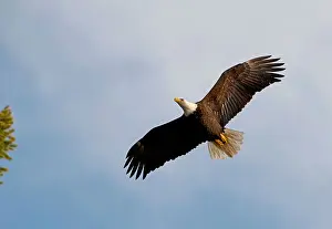 Bald Prints: American Bald Eagle (Haliaeetus leucocephalus) approaching it's tree nest. SCO 8796