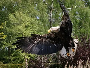 Haliaeetus Leucocephalus Prints: American Bald eagle (Haliaeetus leucocephalus) in flight during a bird demonstration at Avifauna Bird Zoo