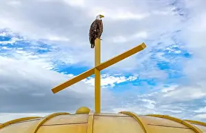 Birds Of Prey Prints: An American Bald Eagle (Haliaeetus leucocephalus) perched on a gold church cross and golden dome in Minneapolis