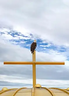 Birds Of Prey Prints: An American Bald Eagle (Haliaeetus leucocephalus) perched on a gold church cross and golden dome in Minneapolis