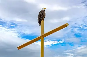 Birds Of Prey Prints: An American Bald Eagle (Haliaeetus leucocephalus) perched on top a gold church cross in Minneapolis