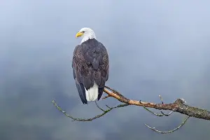 Haliaeetus Prints: An American bald eagle is perched on a barren branch on a foggy day in north Idaho