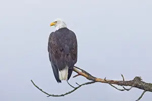 Haliaeetus Prints: An American bald eagle is perched on a barren branch on a foggy day in north Idaho