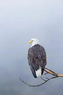 Haliaeetus Prints: An American bald eagle is perched on a barren branch on a foggy day in north Idaho