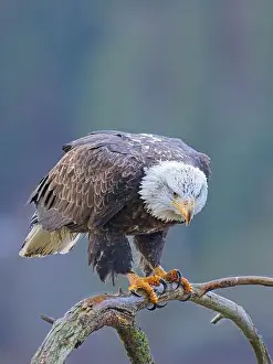 Haliaeetus Prints: An American bald eagle is perched on a barren branch in north Idaho