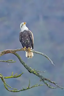 Haliaeetus Prints: An american bald eagle is perched on a barren tree branch early in the day in north Idaho