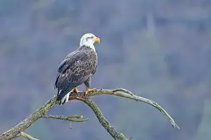 Haliaeetus Prints: An american bald eagle is perched on a barren tree branch early in the day in north Idaho
