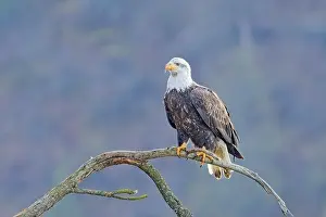 Haliaeetus Prints: An american bald eagle is perched on a barren tree branch early in the day in north Idaho