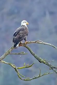 Haliaeetus Prints: An american bald eagle is perched on a barren tree branch early in the day in north Idaho
