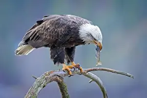 Haliaeetus Prints: An American bald eagle perched on a branch is eating a fish it recently caught in north Idaho