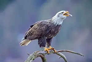 Haliaeetus Prints: An American bald eagle perched on a branch is eating a fish it recently caught in north Idaho