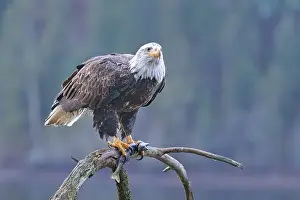 Haliaeetus Prints: An American bald eagle is perched on a branch while holding a fish in its talons in north Idaho