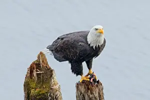 Alertness Prints: An american bald eagle is perched on a wood post with a fish in its talons by a lake in north Idaho