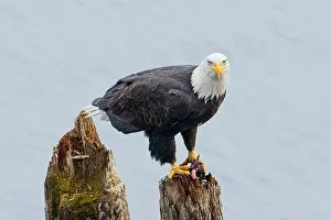 Alertness Prints: An american bald eagle is perched on a wood post with a fish in its talons by a lake in north Idaho