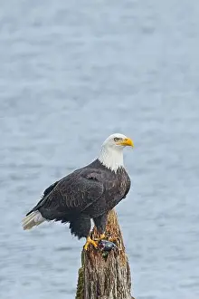 Alertness Prints: An american bald eagle is perched on a wood post with a fish in its talons by a lake in north Idaho