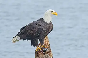 Alertness Prints: An american bald eagle is perched on a wood post with a fish in its talons by a lake in north Idaho