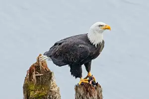 Alertness Prints: An american bald eagle is perched on a wood post with a fish in its talons by a lake in north Idaho