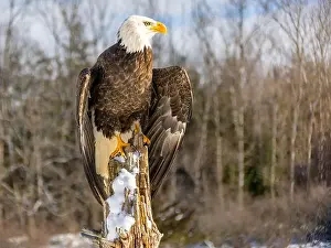 Birds Of Prey Prints: American bald eagle, resting on an old tree, Ontario, Canada
