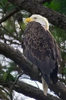 Talons Prints: An American bald eagle resting in a tree along Jordan Lake, NC