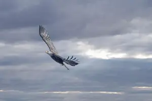 Soaring Prints: American Bald Eagle Soaring High at Sunset with a Fish
