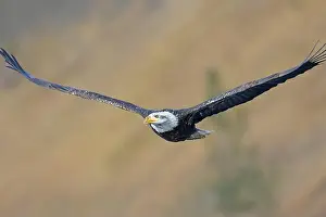 Haliaeetus Prints: An American bald eagle soars low in the air in north Idaho