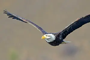 Haliaeetus Prints: An American bald eagle soars low in the air in north Idaho