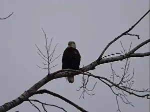Bald Eagles Prints: American Bald Eagles During Winter Migration in Missouri