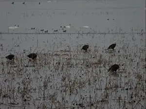 Bald Eagles Prints: American Bald Eagles During Winter Migration in Missouri