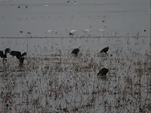 Bald Eagles Prints: American Bald Eagles During Winter Migration in Missouri