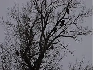 Migrate Prints: American Bald Eagles During Winter Migration in Missouri